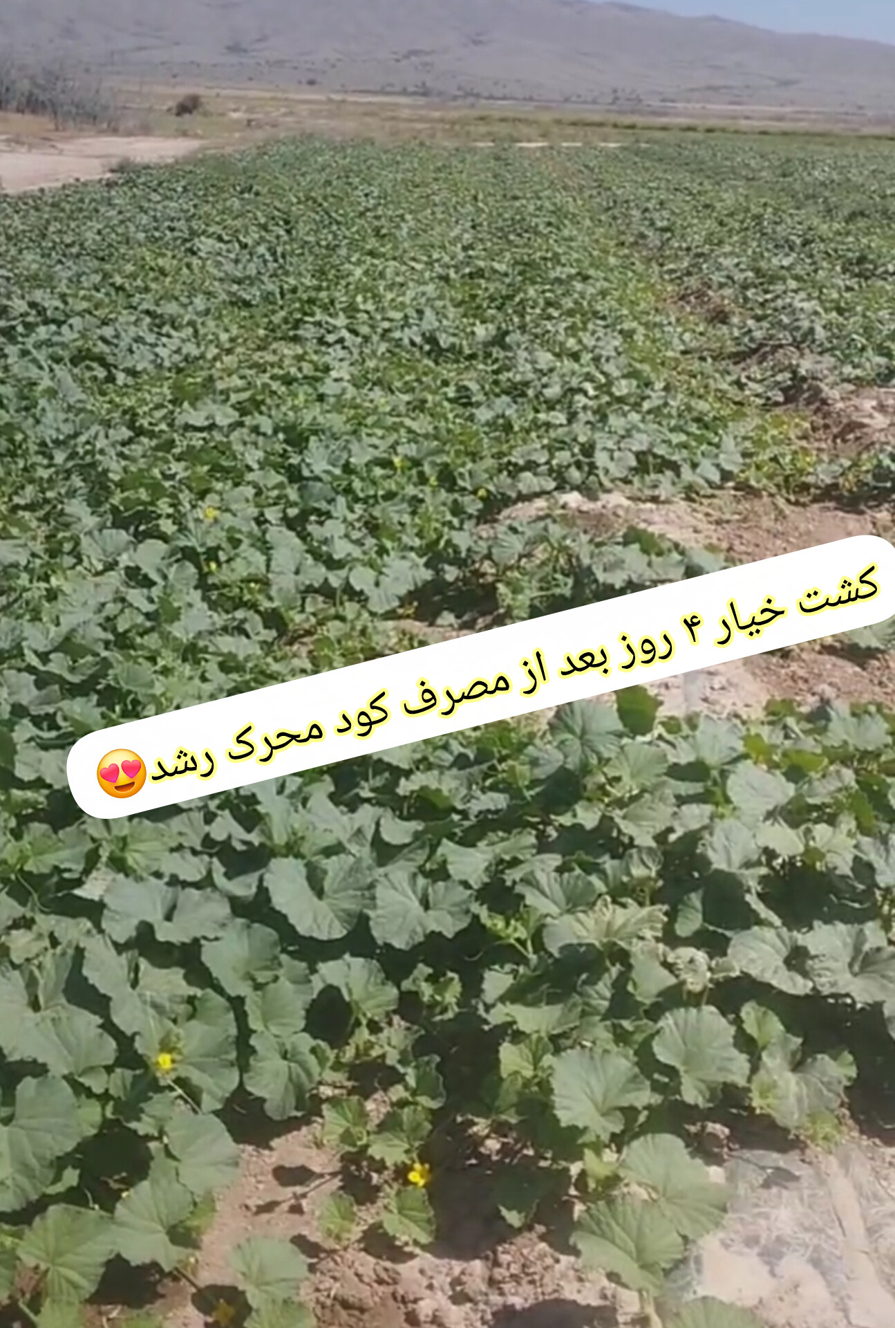 کود محرک رشد گیاهان ۲۰ لیتری