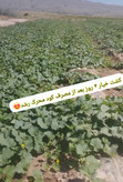 کود محرک رشد گیاهان ۲۰ لیتری