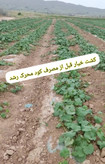 کود محرک رشد گیاهان ۲۰ لیتری