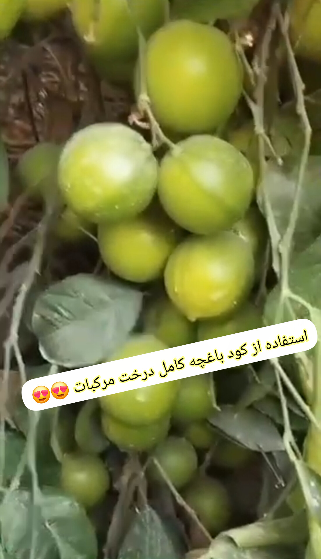 کود باغچه کامل پلت ۲۵ کیلویی