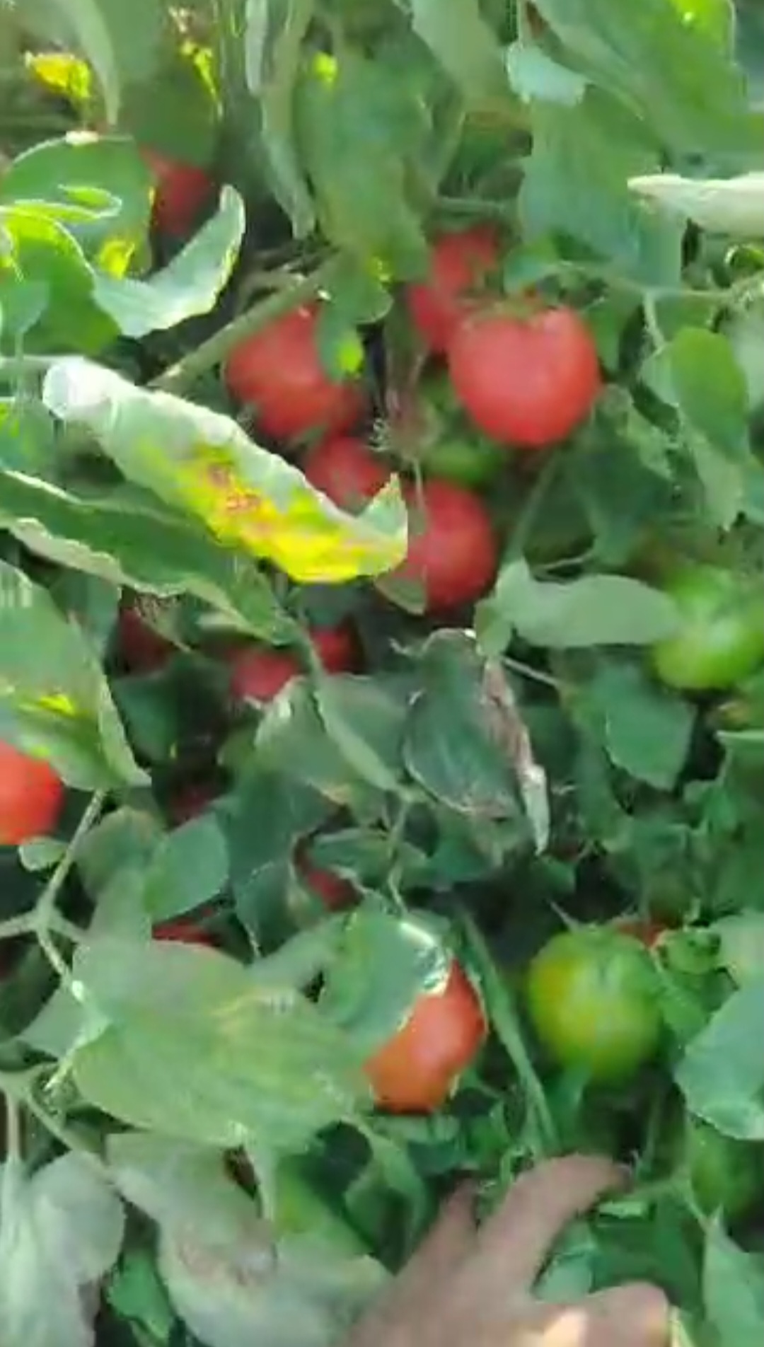 کود باغچه کامل پلت ۲۵ کیلویی