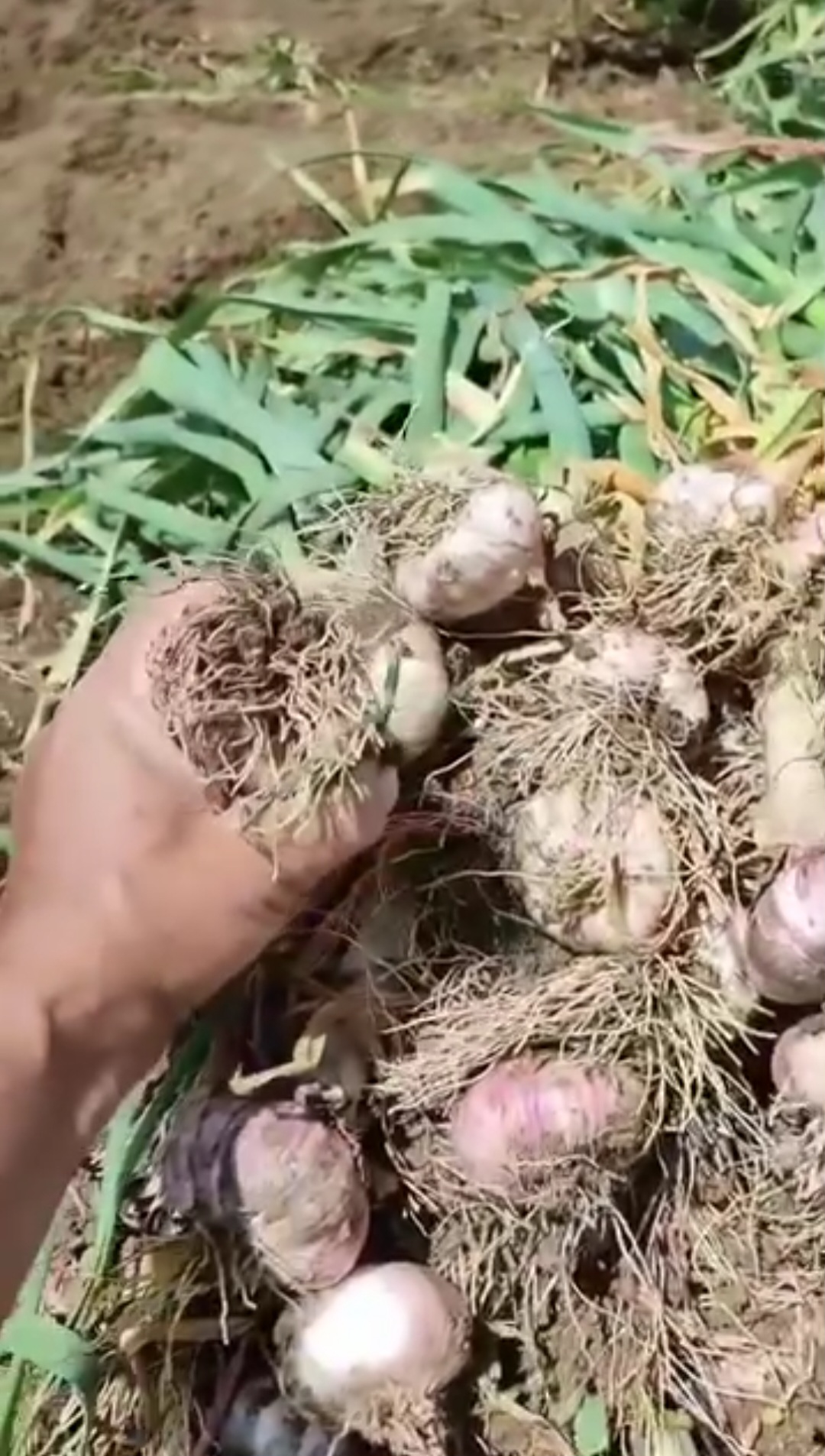 کود محرک رشد ۱ لیتری