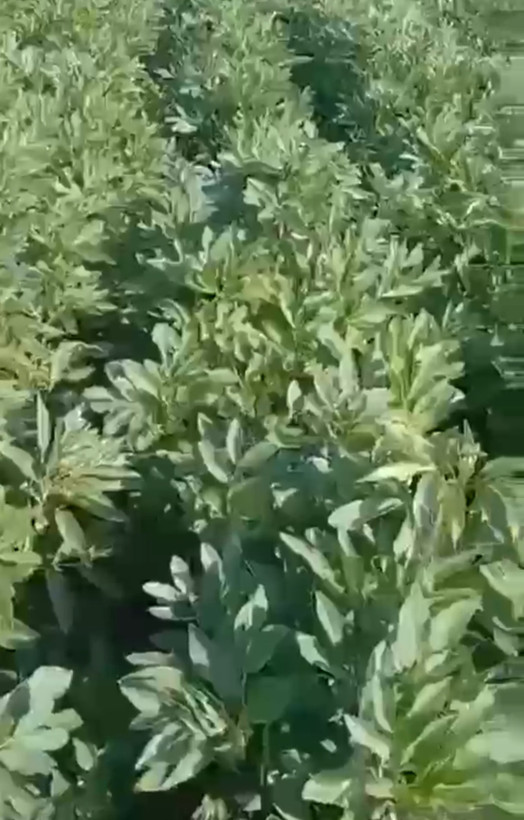 کود محرک رشد ۱ لیتری