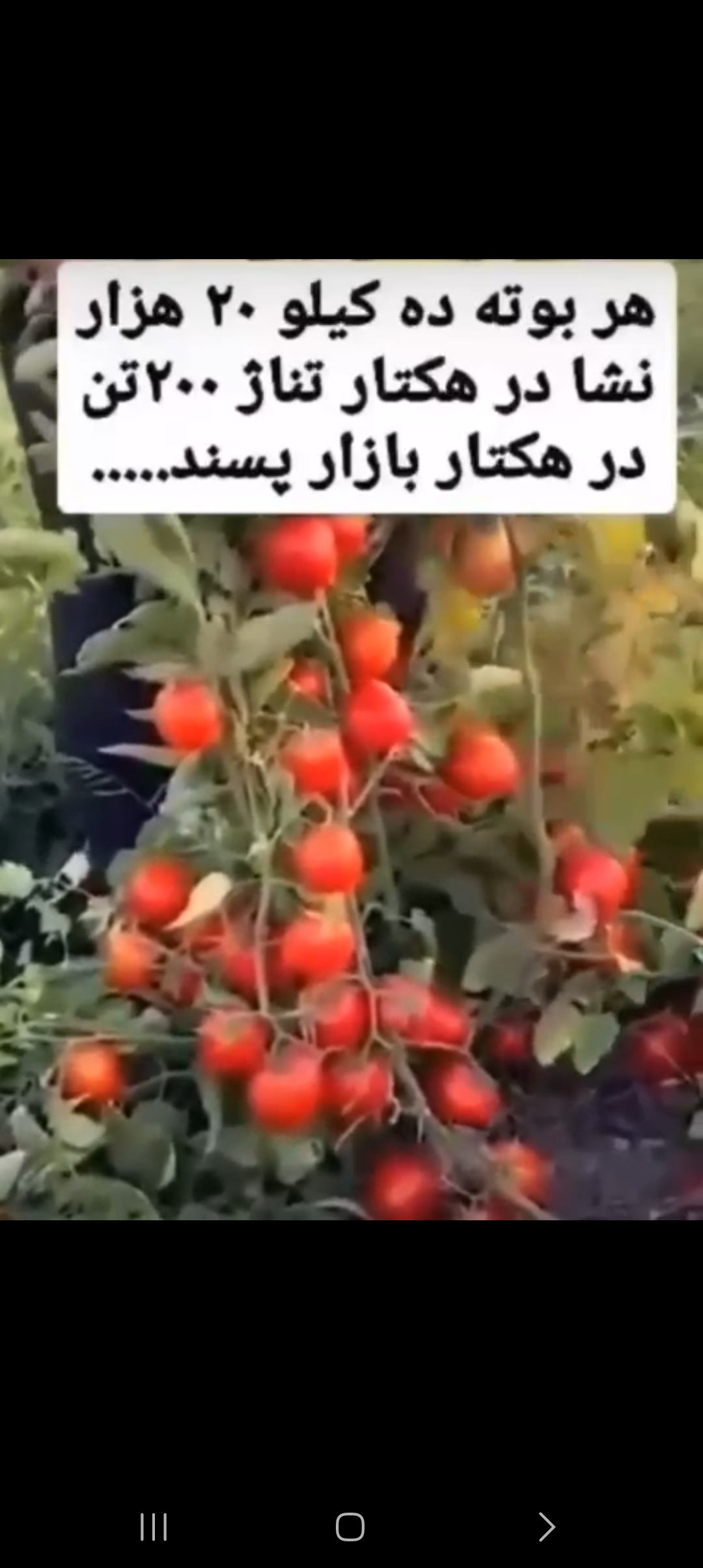 کود محرک رشد گیاهان ۲۰ لیتری
