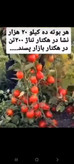 کود محرک رشد گیاهان ۲۰ لیتری