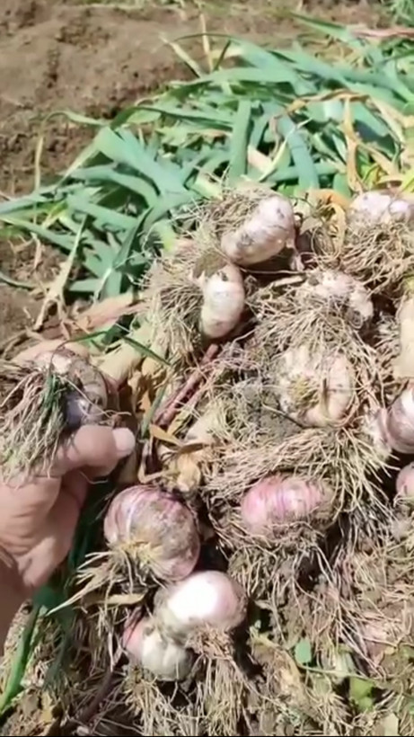 کود محرک رشد گیاهان ۲۰ لیتری