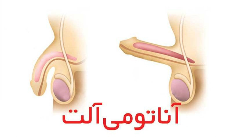 بمب تقویت قوای جنسی معجون مردانه ساز اقایان بر پایه عسل طبیعی کمک به درمان زود انزالی یا سردی جنسی فزایش تایم رابطه کاملا گیاهی